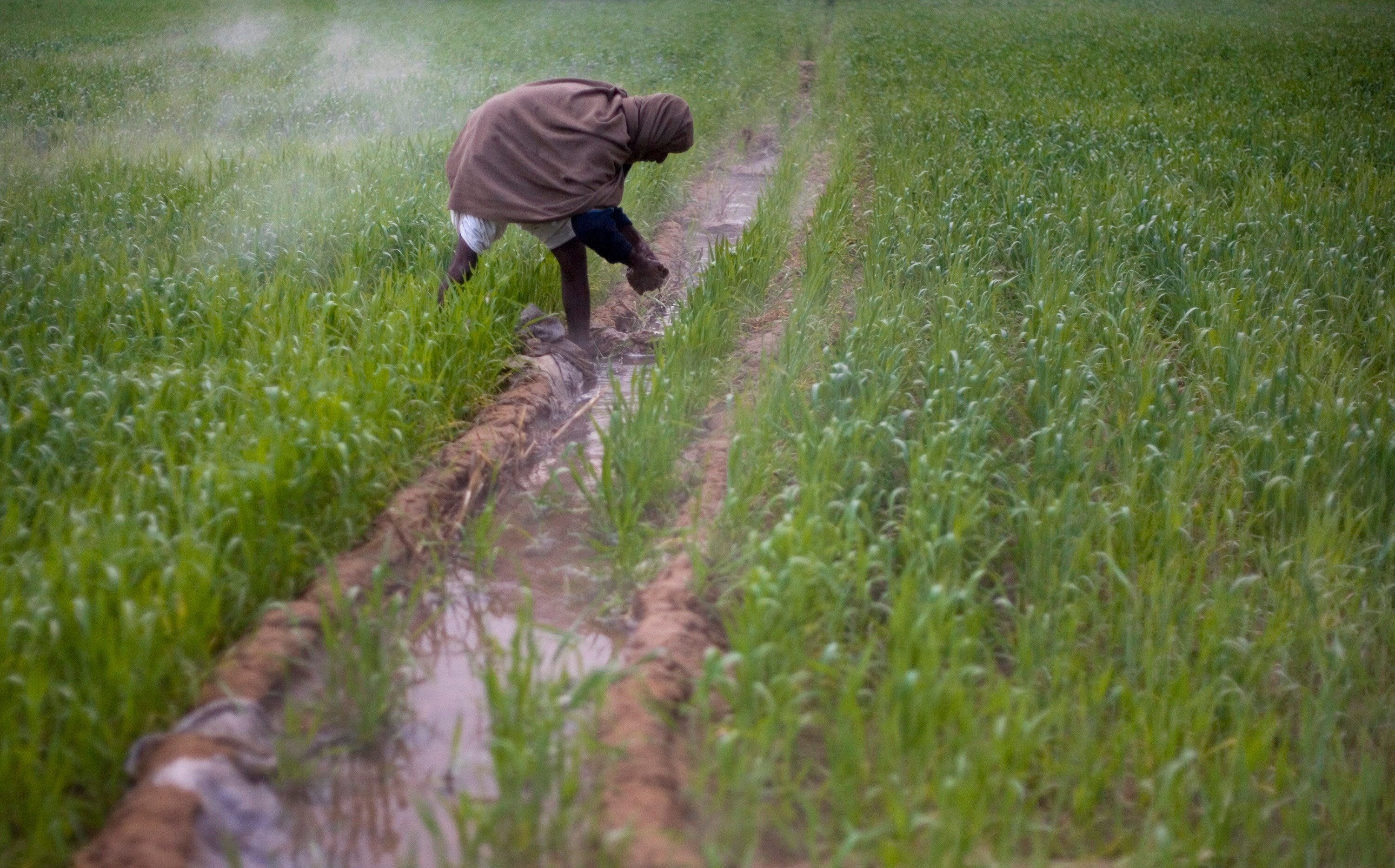 Rajasthan Is Getting More Rain. That&rsquo;s Not Good News &nbsp;