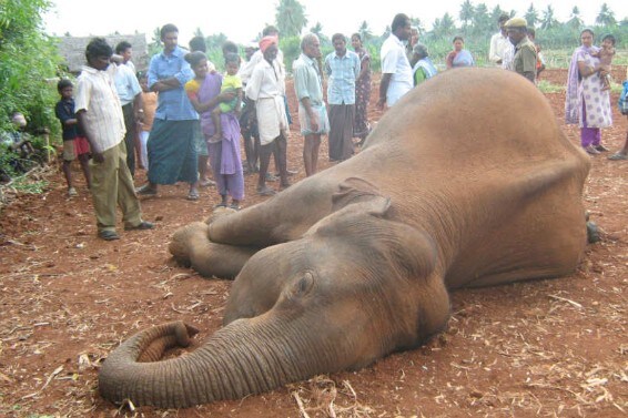 As Living Room Runs Out In India, The Slaughter Of Its Elephants Escalates