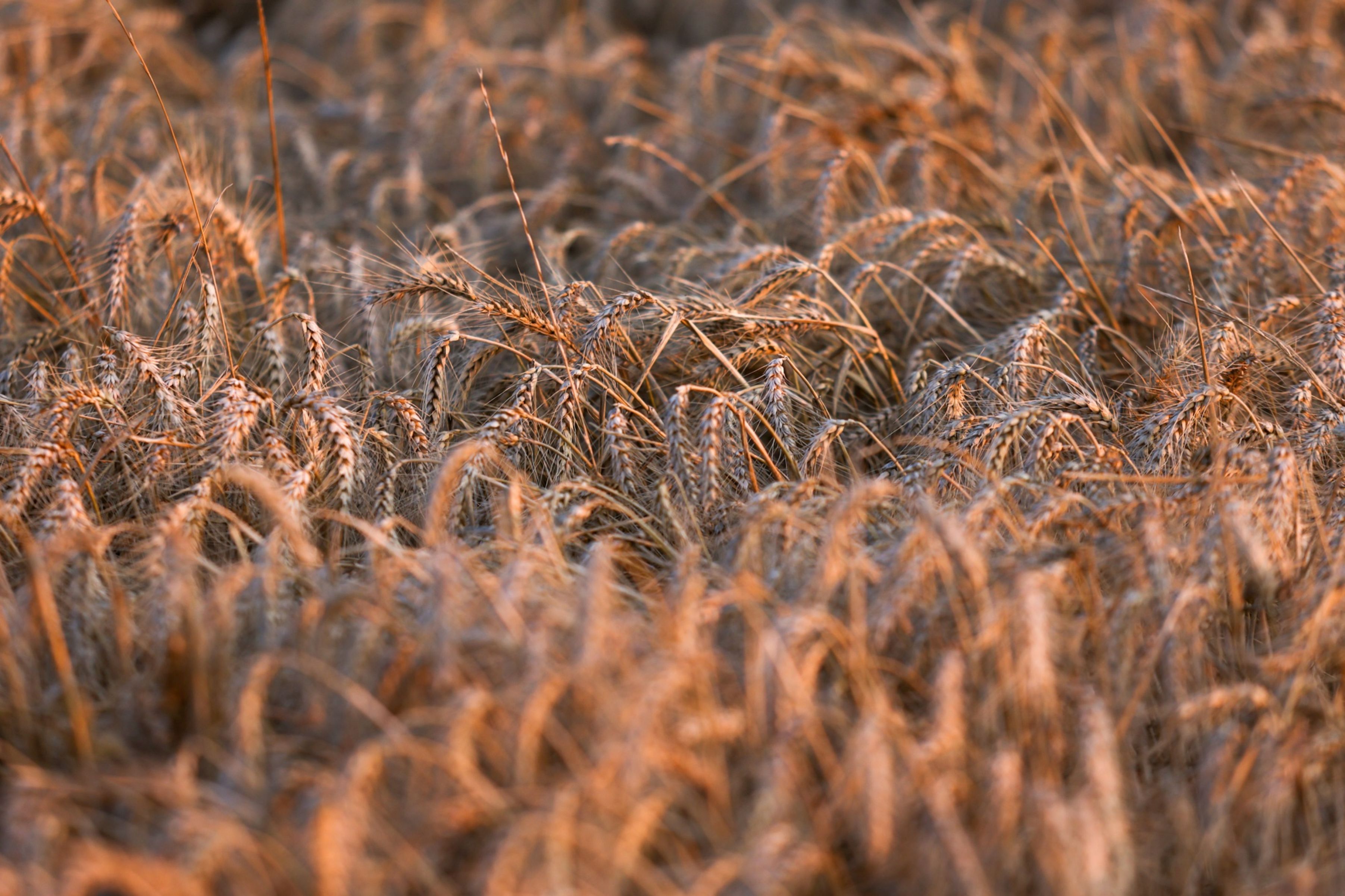 Crop Insurance Fuels Non-Life Insurers' Revenue Uptick In August