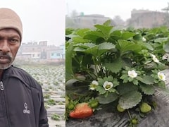 बिहार का ये किसान कभी दिल्ली जाकर करता था मजदूरी, अब गांव में उगा रहा स्ट्रॉबेरी