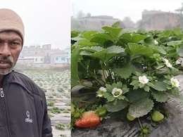 बिहार का ये किसान कभी दिल्ली जाकर करता था मजदूरी, अब गांव में उगा रहा स्ट्रॉबेरी