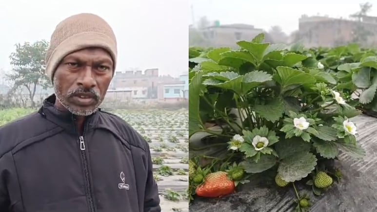 बिहार का ये किसान कभी दिल्ली जाकर करता था मजदूरी, अब गांव में उगा रहा स्ट्रॉबेरी