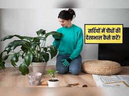 सर्दियों में गमले में लगे पौधों की देखभाल कैसे करें? मैं अपने पौधों को सर्दियों में गर्म कैसे रखूं, जान&zwj;िए स्&zwj;टेप बाय स्&zwj;टेप