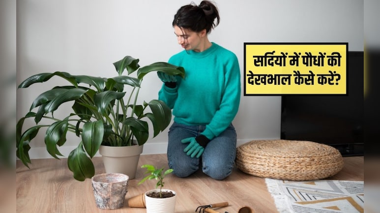 सर्दियों में गमले में लगे पौधों की देखभाल कैसे करें? मैं अपने पौधों को सर्दियों में गर्म कैसे रखूं, जान&zwj;िए स्&zwj;टेप बाय स्&zwj;टेप