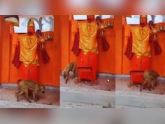 36 घंटे तक हनुमान जी की परिक्रमा करता रहा कुत्ता! अस्था नहीं, इन 4 न्यूरोलॉजिकल बीमारी का संकेत