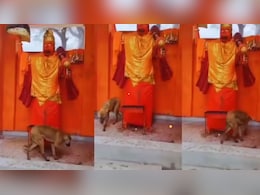 36 घंटे तक हनुमान जी की परिक्रमा करता रहा कुत्ता! अस्था नहीं, इन 4 न्यूरोलॉजिकल बीमारी का संकेत