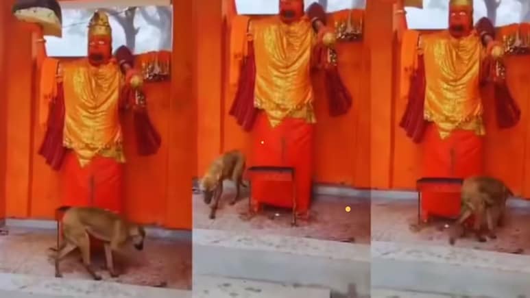 36 घंटे तक हनुमान जी की परिक्रमा करता रहा कुत्ता! अस्था नहीं, इन 4 न्यूरोलॉजिकल बीमारी का संकेत