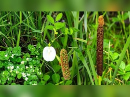 मेंटल हेल्थ से जुड़ी समस्याओं का समाधान है आर्युर्वेदिक का ये 'त्रिवेणी संयोजन', जानिए कैसे करना है सेवन