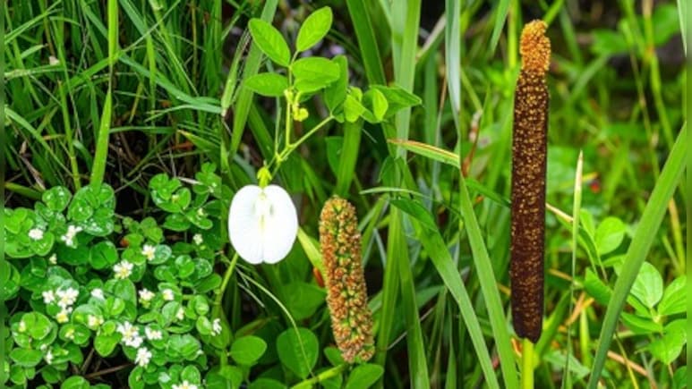 मेंटल हेल्थ से जुड़ी समस्याओं का समाधान है आर्युर्वेदिक का ये 'त्रिवेणी संयोजन', जानिए कैसे करना है सेवन