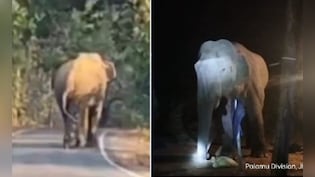 वो 30 किमी की रफ्तार से आगे बढ़ रहा है, 22 लोगों को मार चुका है- झारखंड में हाथी का आतंक