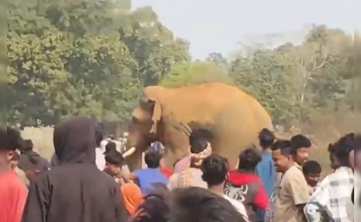 अर्ध कुंभ से पहले 4 हाथियों पर लगेंगे रेडियो कॉलर, मानव वन्य जीव संघर्ष रोकने के लिए बड़ा कदम