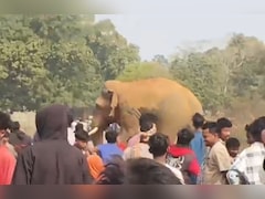 ओडिशा के सुंदरगढ़ में जंगली हाथी का कहर, कुचलकर एक शख्स की ली जान, दहशत में ग्रामीण