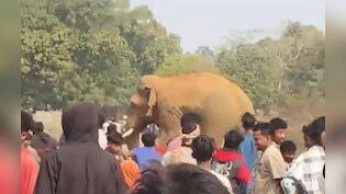 ओडिशा के सुंदरगढ़ में जंगली हाथी का कहर, कुचलकर एक शख्स की ली जान, दहशत में ग्रामीण
