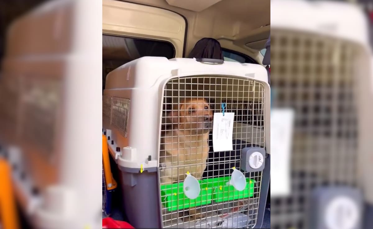 Latest and Breaking News on NDTV