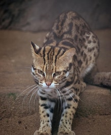 The Smallest Cat In The World
