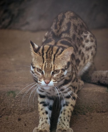 The Smallest Cat In The World
