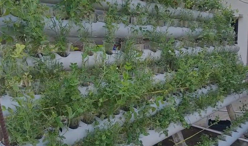 खेती का शुद्ध देसी जुगाड़, मात्र 10 फीट में बिना मिट्टी के 27 प्रकार की सब्जी उगा रहे बिहार के किसान