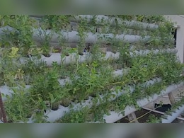 खेती का शुद्ध देसी जुगाड़, मात्र 10 फीट में बिना मिट्टी के 27 प्रकार की सब्जी उगा रहे बिहार के किसान