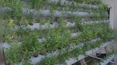 खेती का शुद्ध देसी जुगाड़, मात्र 10 फीट में बिना मिट्टी के 27 प्रकार की सब्जी उगा रहे बिहार के किसान