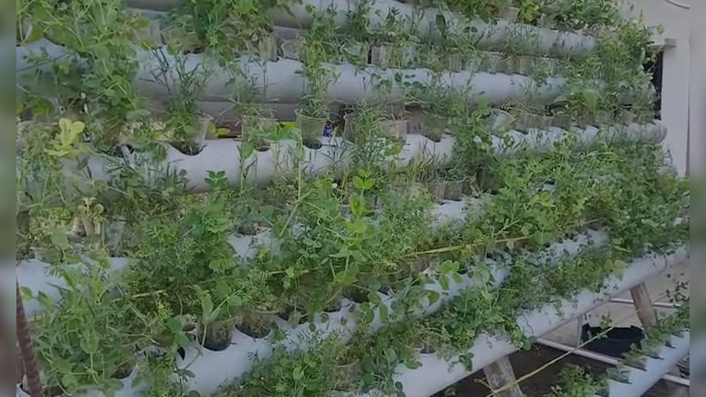 खेती का शुद्ध देसी जुगाड़, मात्र 10 फीट में बिना मिट्टी के 27 प्रकार की सब्जी उगा रहे बिहार के किसान