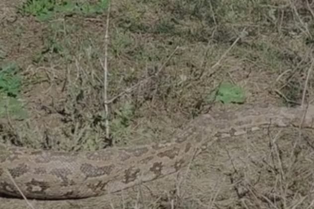 अजगर ठंडे खून वाले होते हैं, यही वजह है कि इन्हें सर्दी रास नहीं आती.