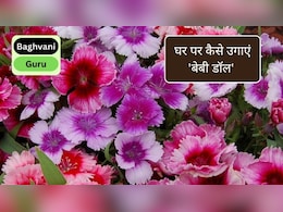 Gardening guru: घर पर कैसे उगाएं 'बेबी डॉल' का पौधा, कम रोशनी और कम देखभाल के भी ढेरों खिलेंगे फूल