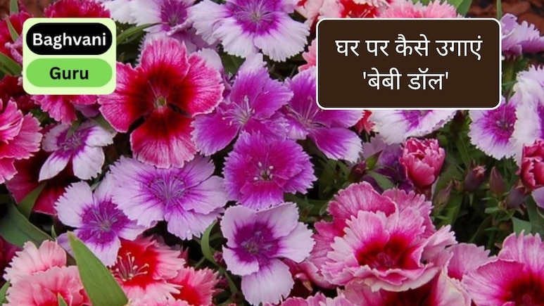 Gardening guru: घर पर कैसे उगाएं 'बेबी डॉल' का पौधा, कम रोशनी और कम देखभाल के भी ढेरों खिलेंगे फूल