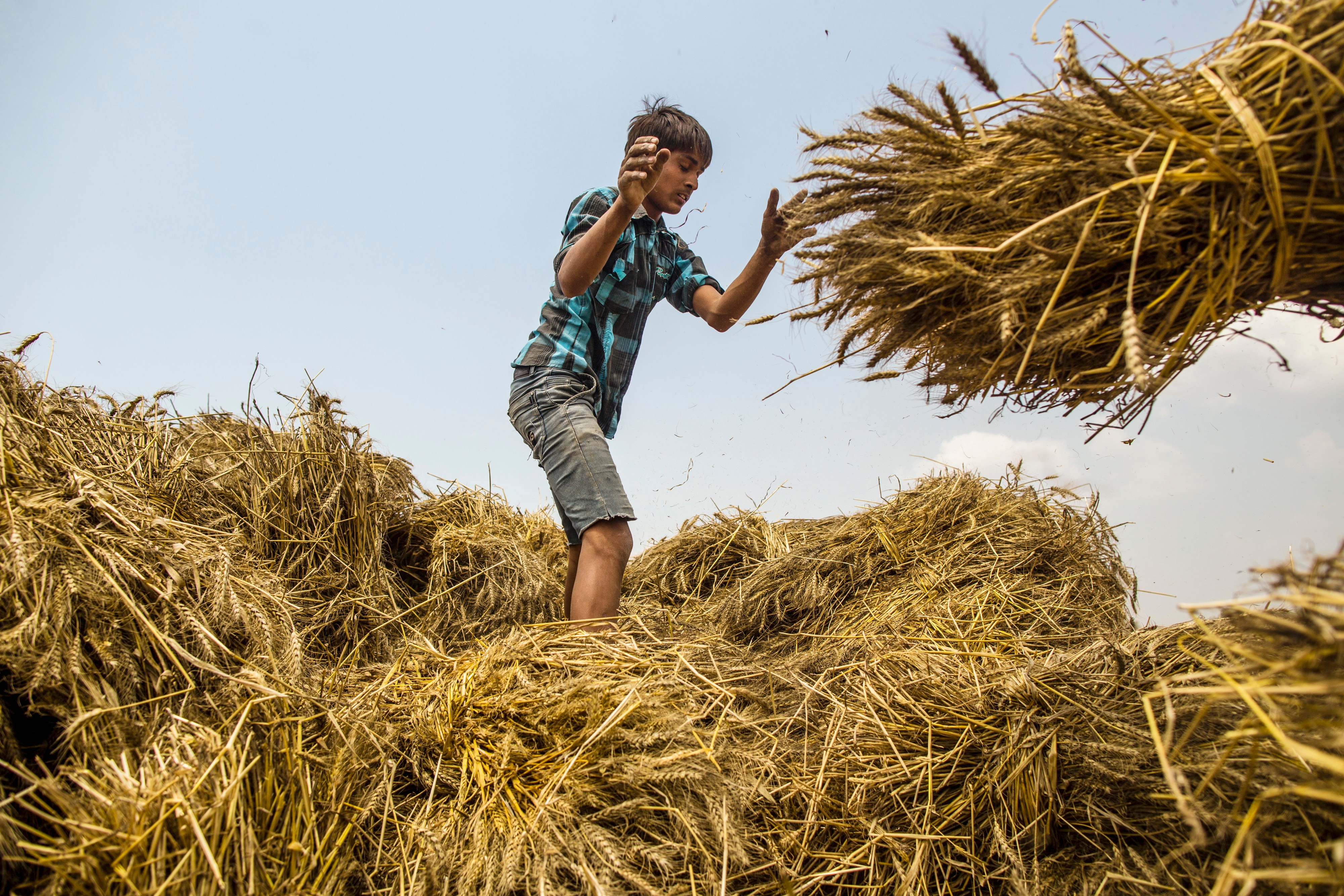 Government May Hike Import Duty On Wheat To 20-25%