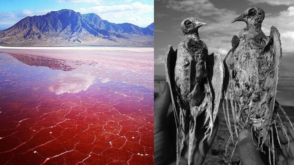 Lake Natron, The Red Lake In Tanzania That Turns Living Things Into Stone
