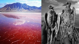 Lake Natron, The Red Lake In Tanzania That Turns Living Things Into Stone