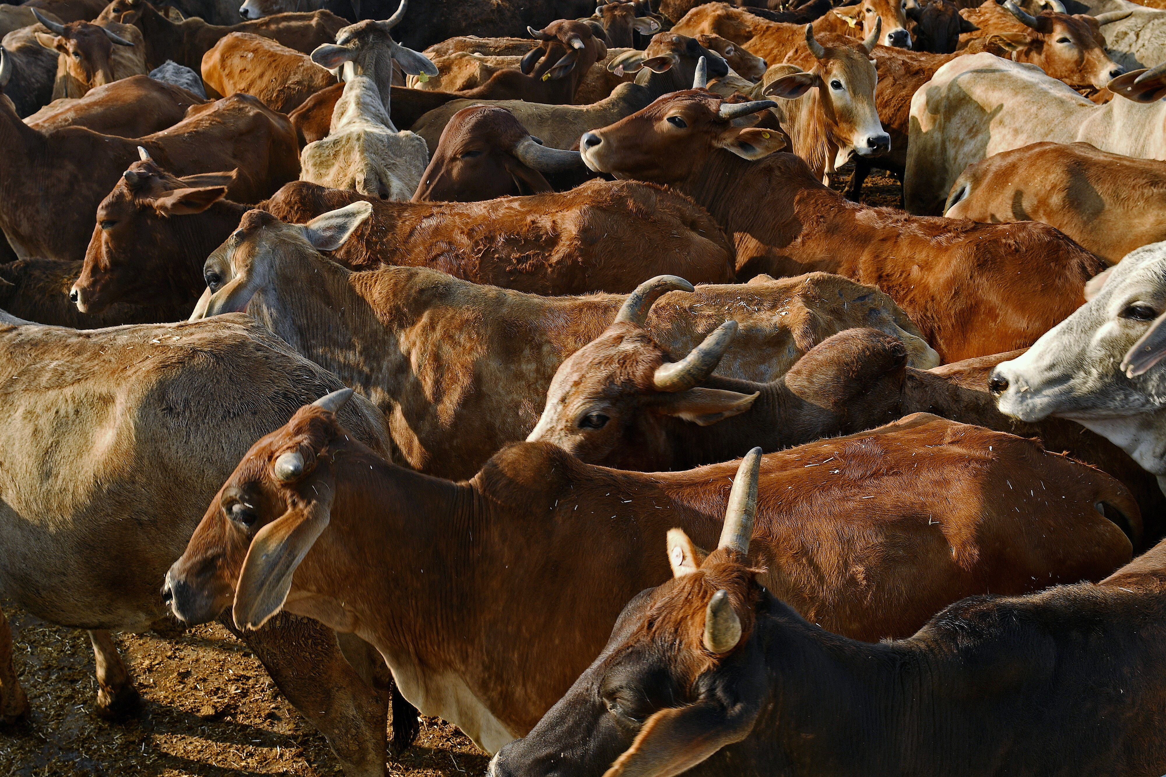 Incomes Shrink As Cow-Related Violence Scuttles Beef, Leather Exports: New Report &nbsp;