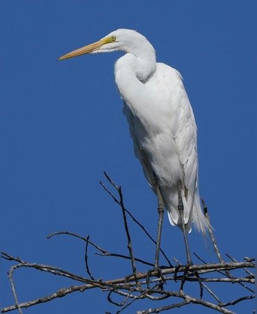 5 Stunning White Birds In The World