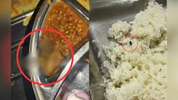 मेस के खाने में मेंढक और कीड़े-मकोड़े! डेंटल कॉलेज में गंभीर लापरवाही, रसोई में दिखा गंदगी का आलम