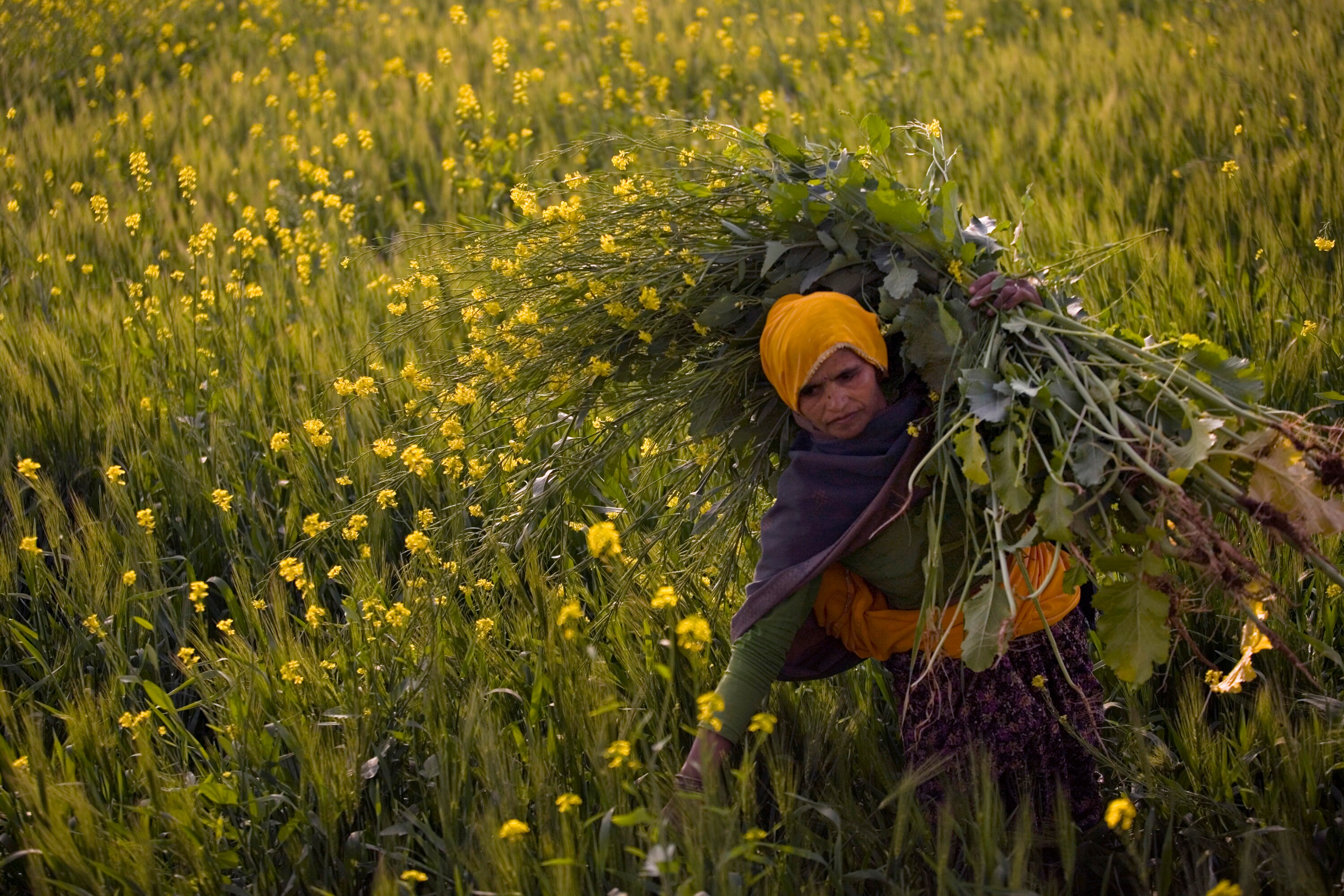 GM Mustard Approval Will Boost Biotech But Intellectual Property Concerns Remain