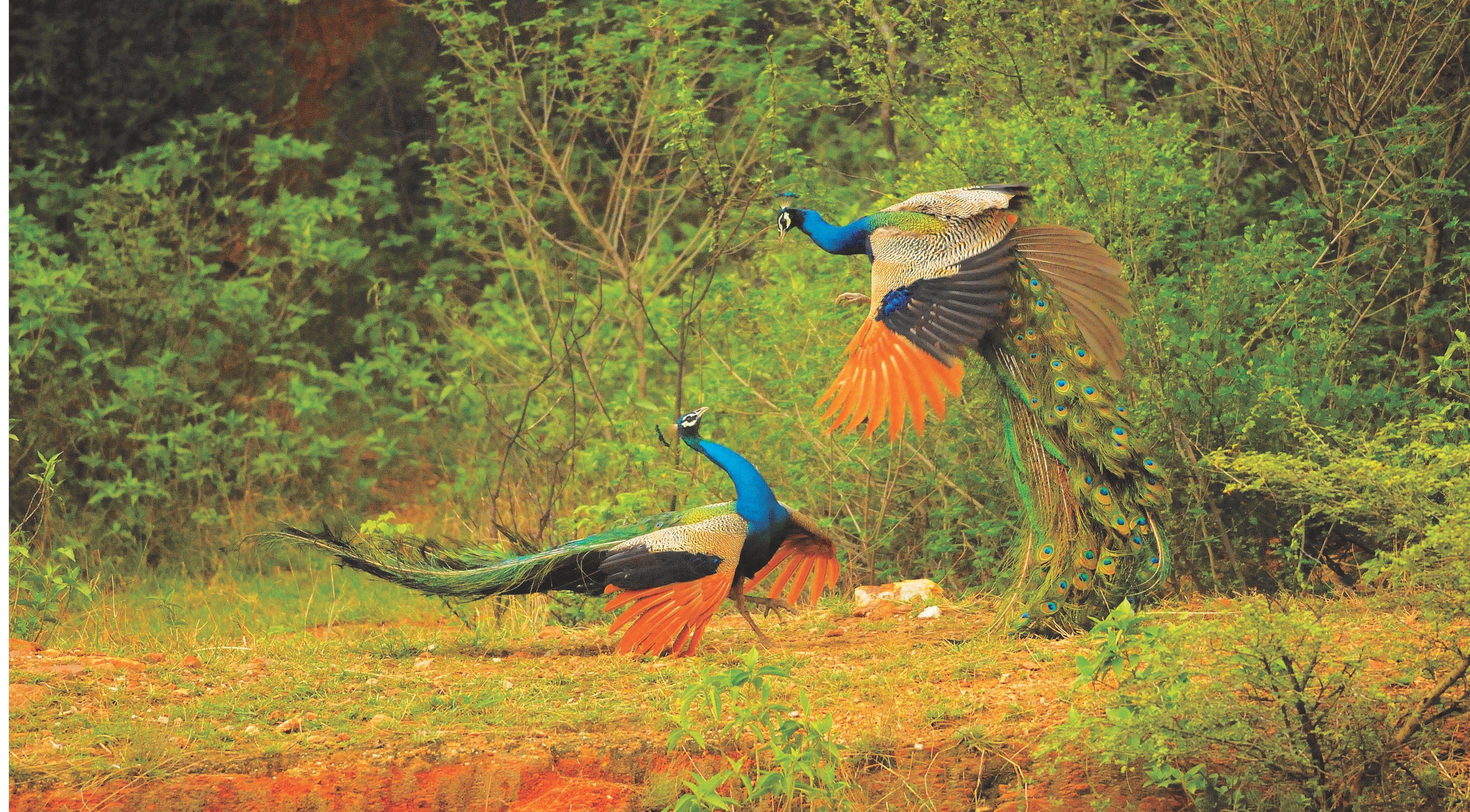 One-Third Of Aravalli Under Ecological Risk: Independent Study Refutes Centre's 0.19% Claim