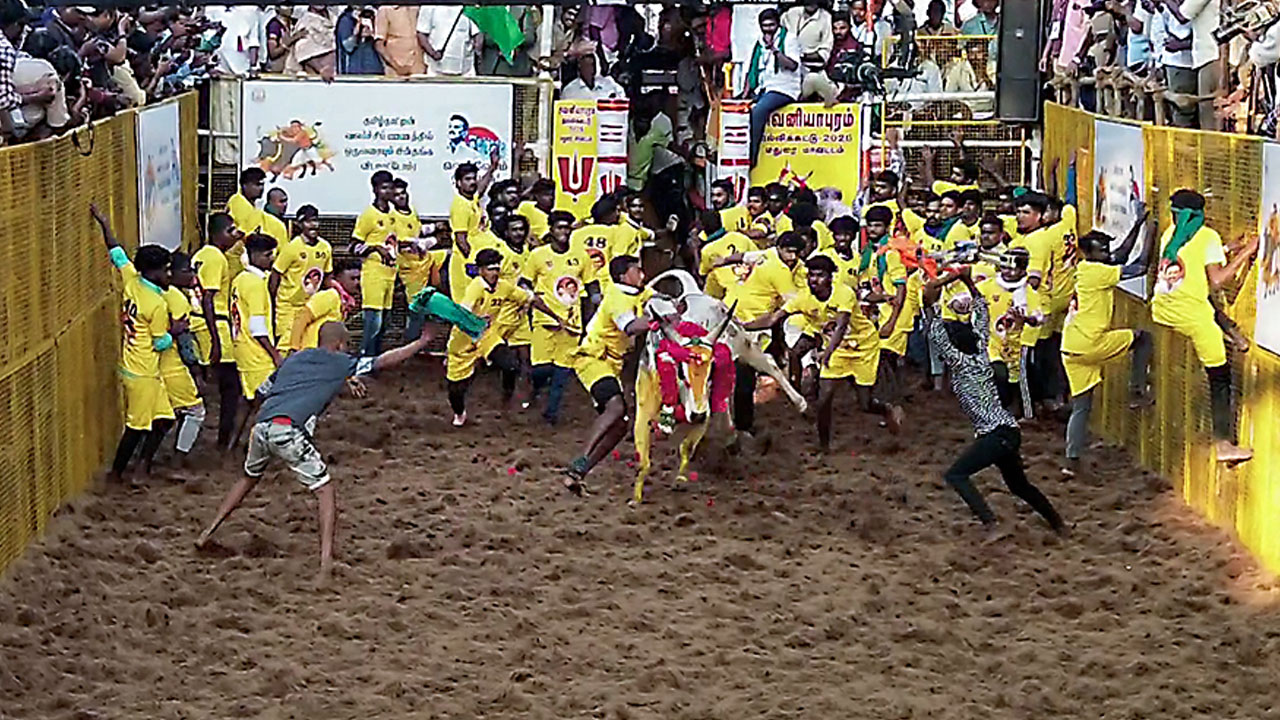 Jallikattu Festival Kicks Off: Tamil Nadu Deputy CM Udhayanidhi Stalin At Madurai