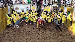 Jallikattu Festival Kicks Off: Tamil Nadu Deputy CM Udhayanidhi Stalin At Madurai