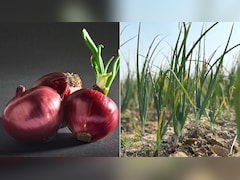 घर पर प्याज कैसे उगाएं, किन चीजों की होगी जरूरत, कितने दिनों में उग जाएगा पौधा, यहां जान लें सारी बातें