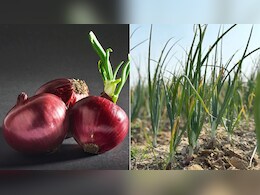 घर पर प्याज कैसे उगाएं, किन चीजों की होगी जरूरत, कितने दिनों में उग जाएगा पौधा, यहां जान लें सारी बातें