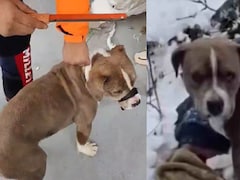 मालिक के शव के पास 4 दिन तक बैठने वाले कुत्ते का हुआ रेस्क्यू, SDRF ने बचाई बेजुबान की जान