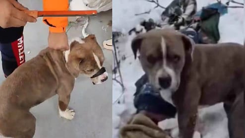 चारों तरफ देख रहा था, मालिक की नहीं मिली खुशबू, 4 दिन तक शव के पास बैठे कुत्ते की वफादरी का एक और वीडियो