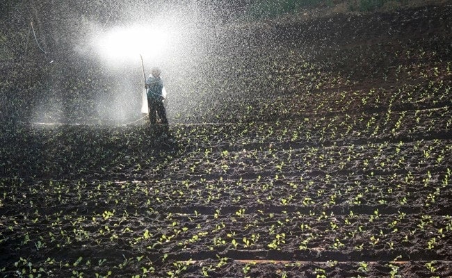 Government Says Adequate Quantity Of Fertilisers Available In Country