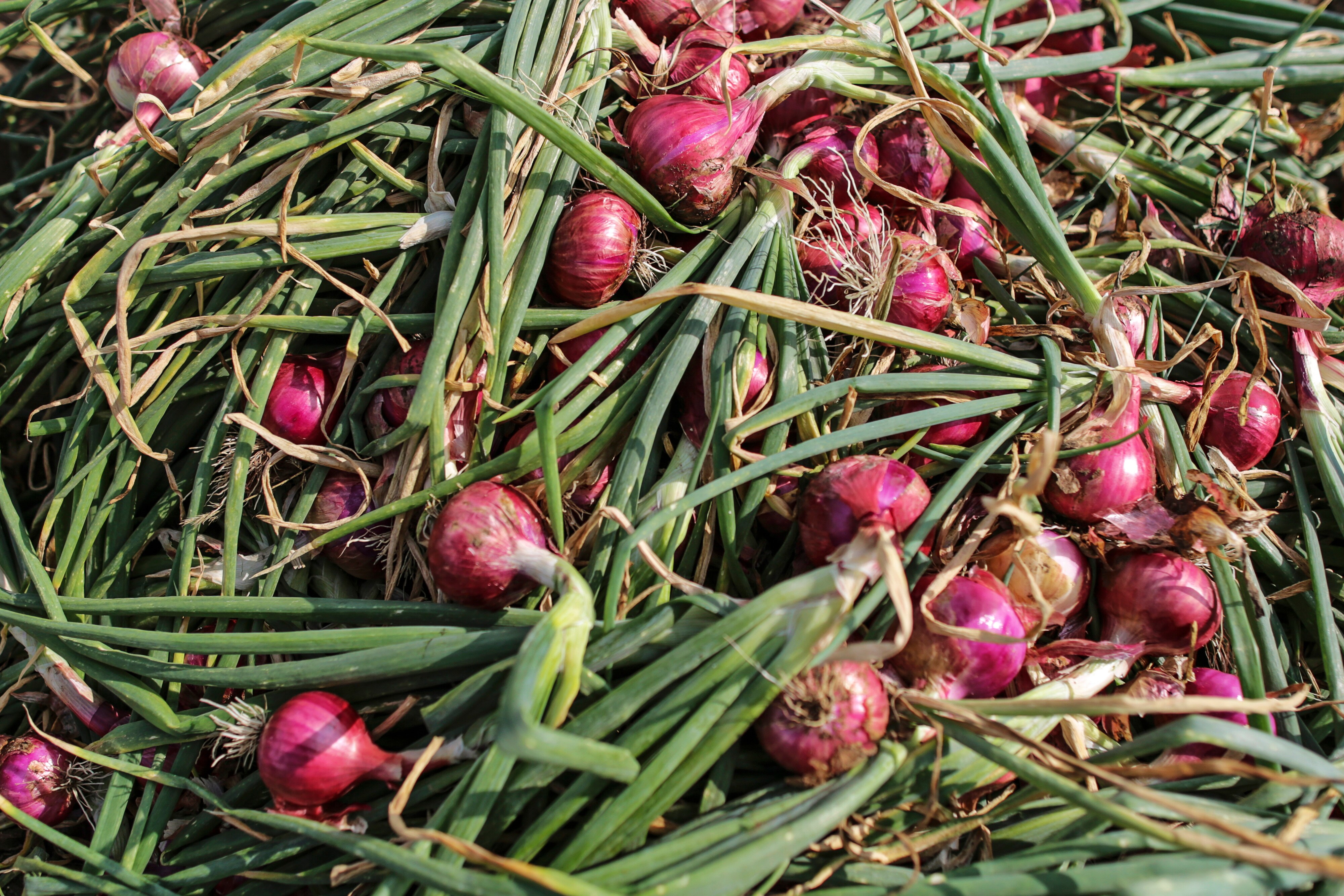 Onion, Tomato Prices To Fall In 15-20 Days, Agriculture Secretary Says