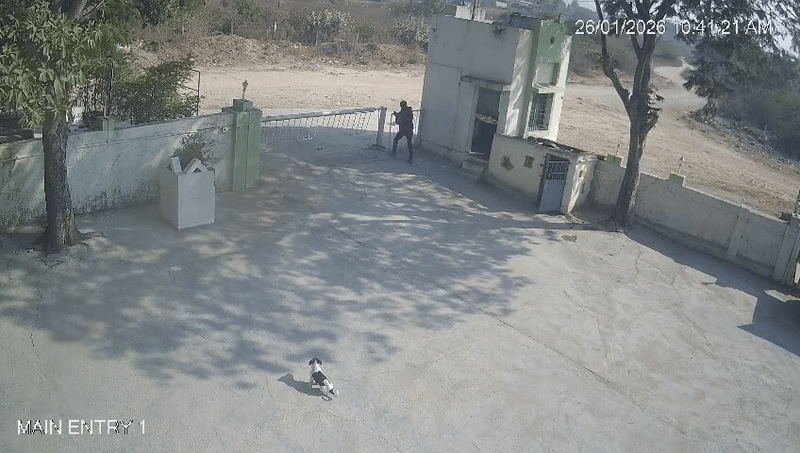 कुत्तों की आवाज सुनकर बाहर आया चौकीदार, गेट के सामने खड़ा था शेर, खौफनाक मंजर का CCTV