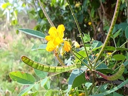 सर्दी के मौसम में खांसी और जुकाम ने कर दिया है दुखी? इस सीक्रेट मेथड से पा सकते हैं राहत