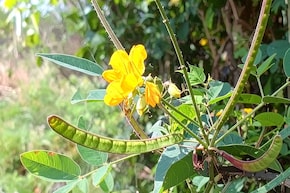 सर्दी के मौसम में खांसी और जुकाम ने कर दिया है दुखी? इस सीक्रेट मेथड से पा सकते हैं राहत