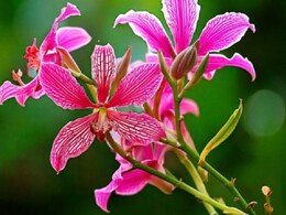 Piles Cure: बवासीर का तोड़ है इस पेड़ का पत्ता, बस पता होना चाहिए इस्तेमाल करने का तरीका