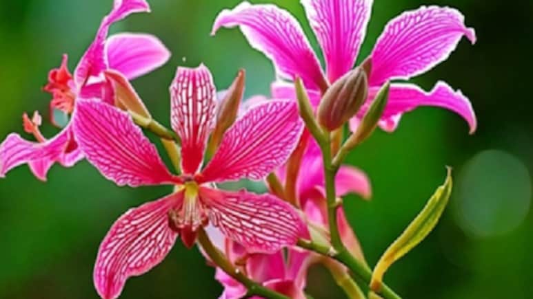 Piles Cure: बवासीर का तोड़ है इस पेड़ का पत्ता, बस पता होना चाहिए इस्तेमाल करने का तरीका