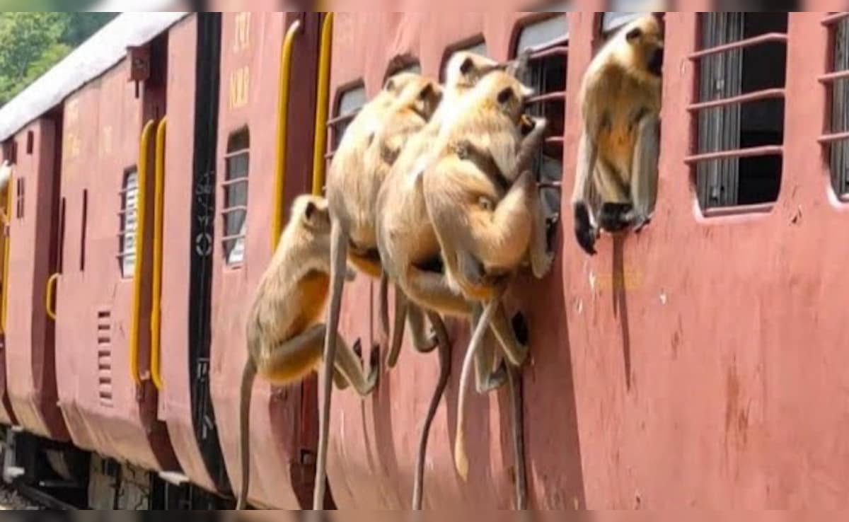 Latest and Breaking News on NDTV