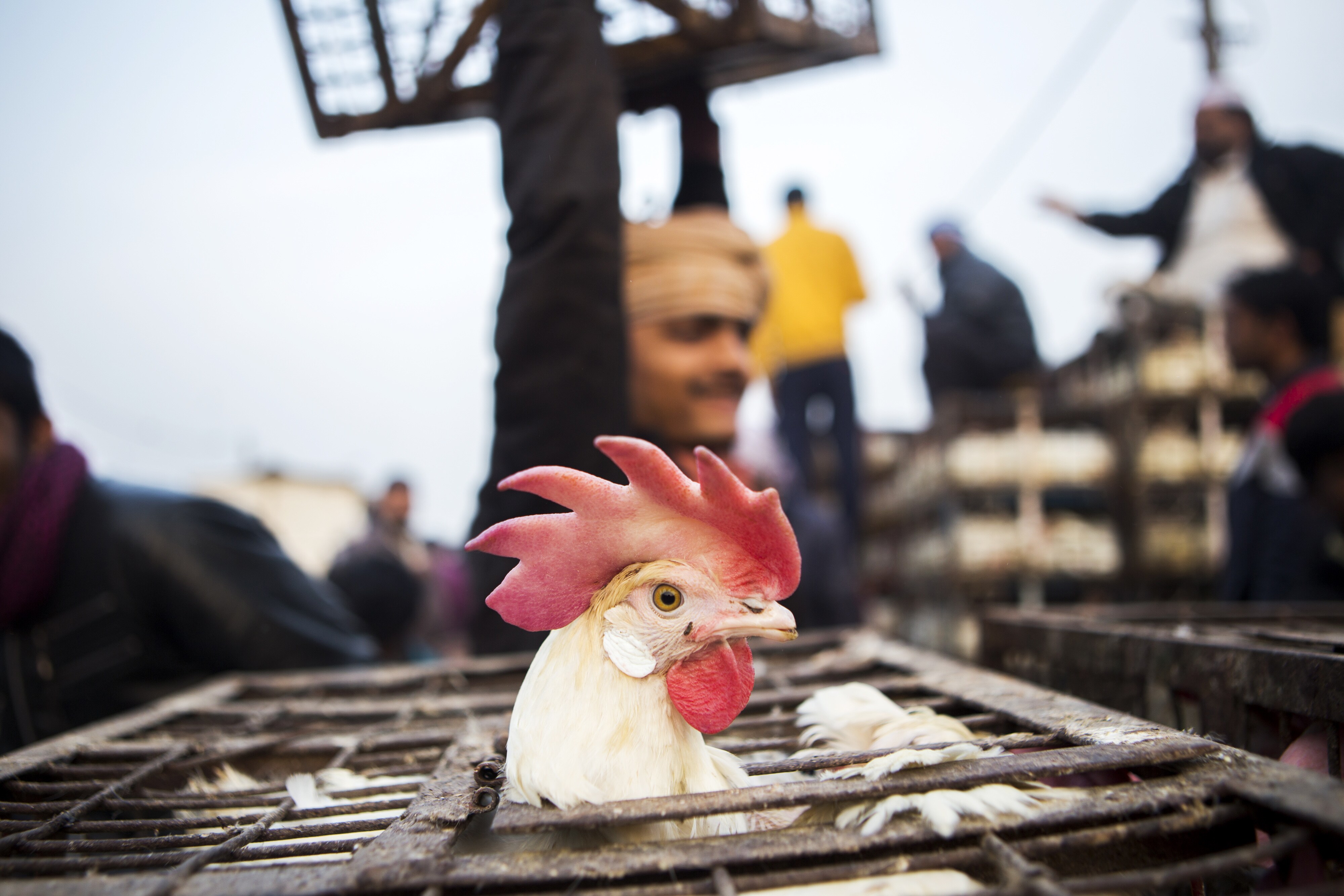  Chicken Prices Are Set To Rise, Says Venky&rsquo;s India MD